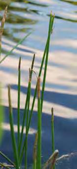 (Sedge family) Growth Forms: