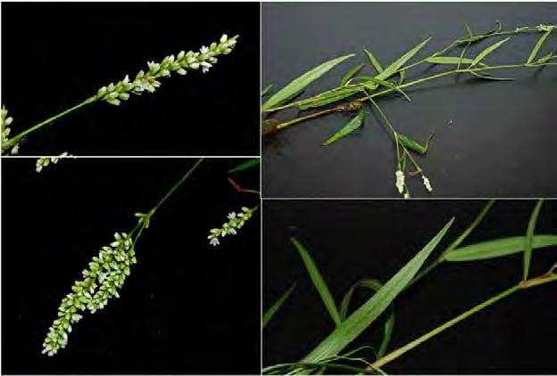 Polygonum spp. Polygonum hydropiperoides (Swamp smartweed) has white flowers and lanceolate leaves that are narrow to broad. Scientific Name: Polygonum L.