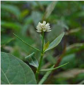 Common Name: Alligatorweed Group: Dicot Family: AMARANTHACEAE