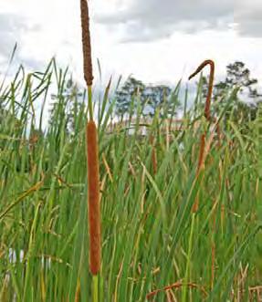 Common Name: Southern cattail Group: Monocot Family: TYPHACEAE (Cat-tail family) Growth Form: