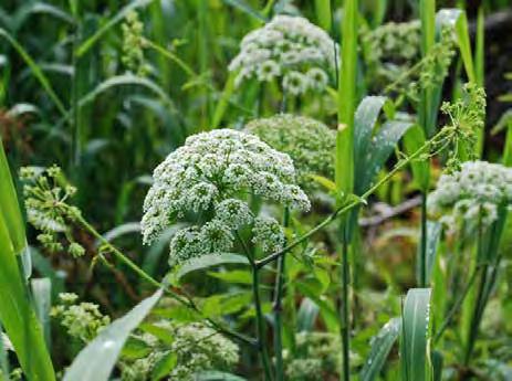 Common Name: Spotted water hemlock Group: Dicot