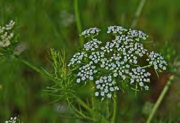 Downie ) Common Name: Water cowbane Group: Dicot Family: APIACEAE (Carrot