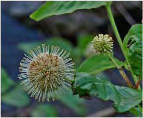 Common Name : Common buttonbush Group: Dicot