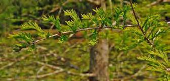 CUPRESSACEAE (Cypress family) Native Growth Form: Emergent