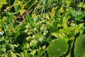 pennywort Group: Dicot