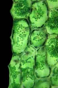 Leaf Cells Plants Main Function: