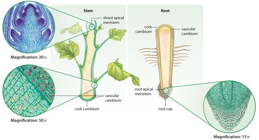 UNIT 5 Chapter 13: Plants: Uses, Form, and Function Section 13.2 Meristematic Tissue Plant growth results from the cells produced by the meristematic tissues.