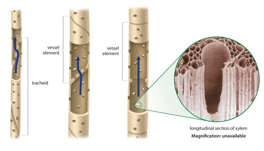 UNIT 5 Chapter 13: Plants: Uses, Form, and Function Section 13.2 A Closer Look at Xylem In gymnosperms, xylem consists of cells called tracheids.