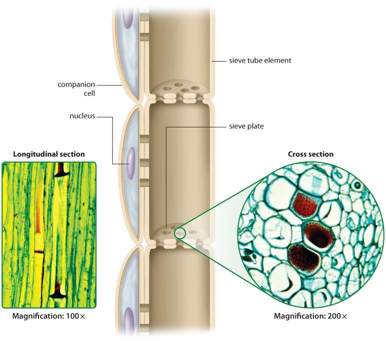 UNIT 5 Chapter 13: Plants: Uses, Form, and Function Section 13.2 A Closer Look at Phloem Phloem consists of two types of cells: sieve tube elements and companion cells.