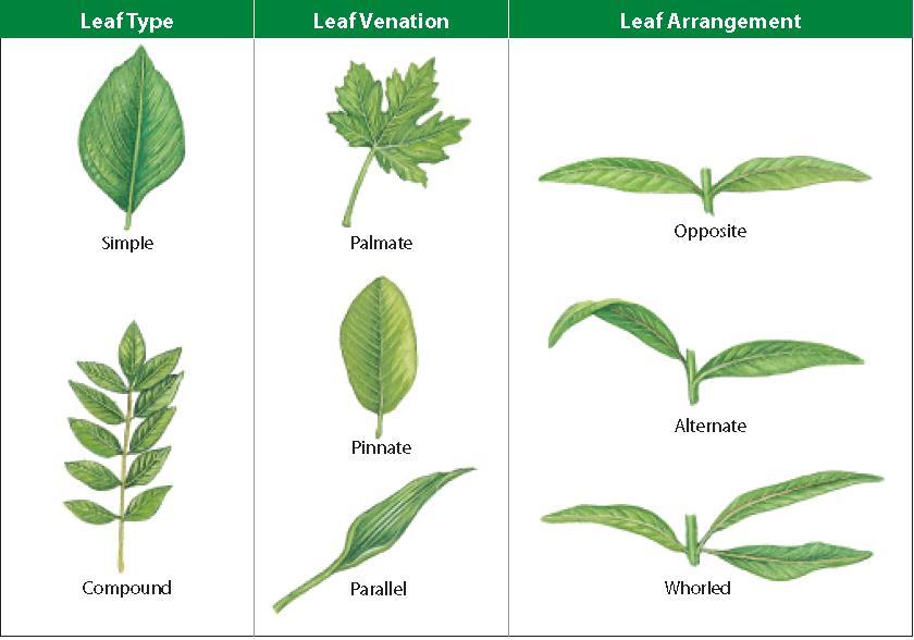 UNIT 5 Chapter 13: Plants: Uses, Form, and Function Section 13.3 Leaves Leaves show such great diversity that they can be used to identify a plant.