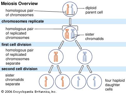 How do chromosomes factor into all this? Meiosis is not over, though! The chromosomes split again so that the end result is four gametes, each has half the number of chromosomes as the original cell.
