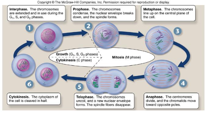 Mitosis Animation http://www.