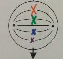 Mitosis: Metaphase Chromosomes line up along the center of the cell.