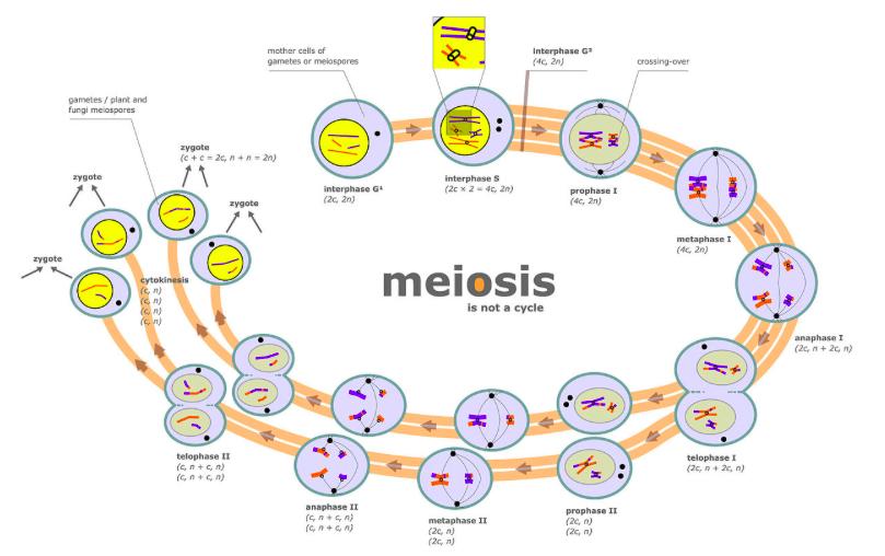 Meiosis Animation http://www.