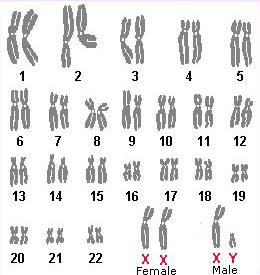 How do chromosomes factor into all this? This is slightly different in meiosis.