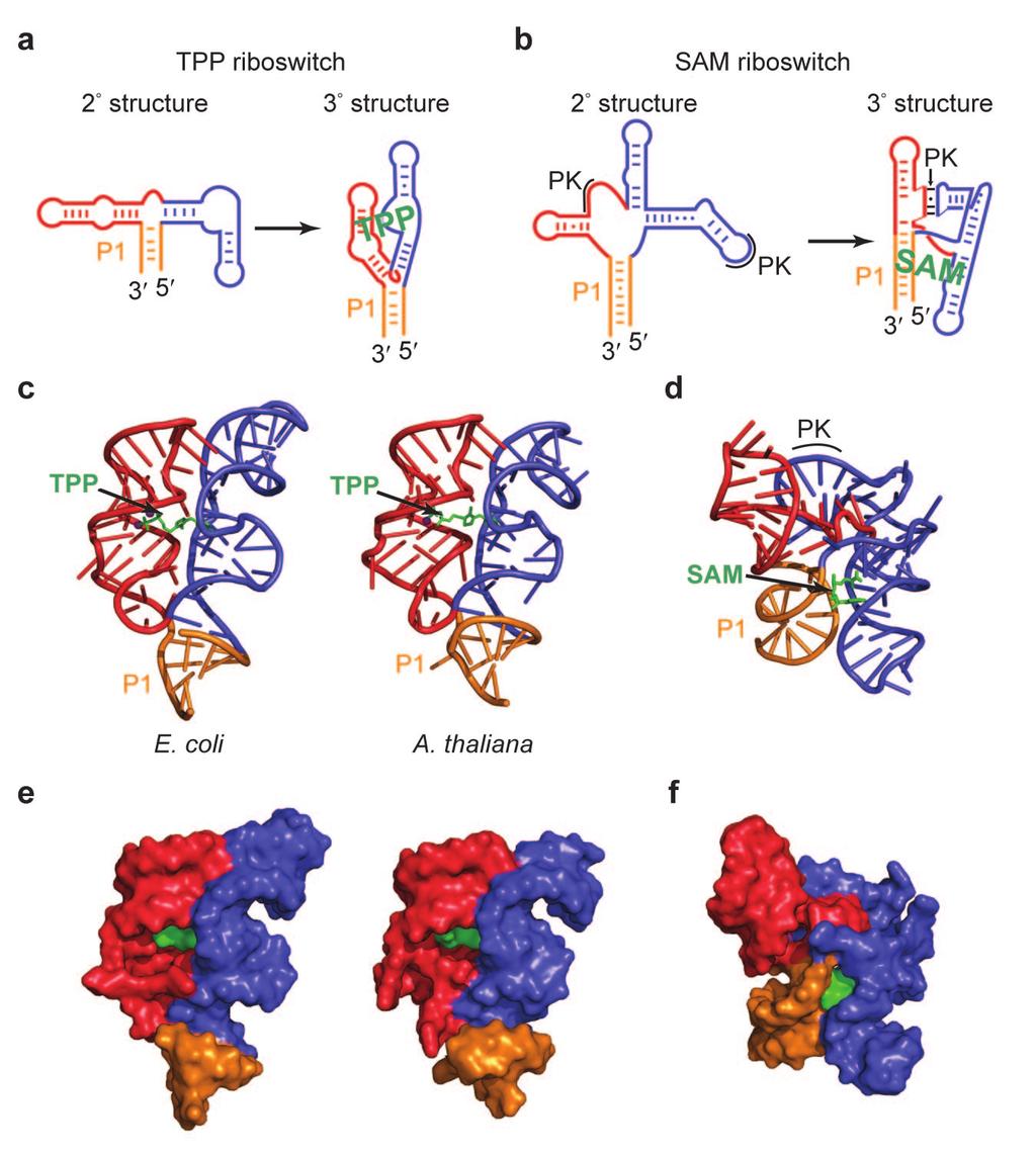 Figure 1. Structures of TPP-sensing riboswitches from E. coli and A. thaliana and a SAM-sensing riboswitch. Overall folding schemes for a) TPP and b) SAM riboswitches. Crystal structures of E.
