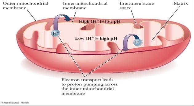 inner mitochondrial membrane - Integral parts of inner mitochondrial