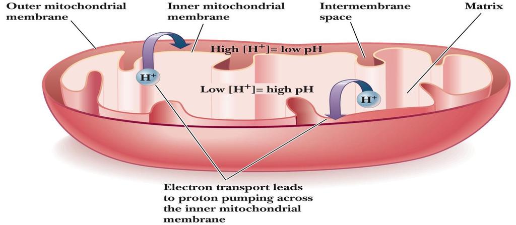 20.1 What Role Does Electron Transport Play in Metabolism?