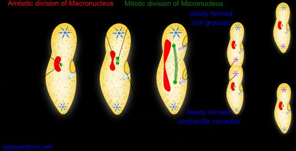 Binary Fission : Protists Reproduction