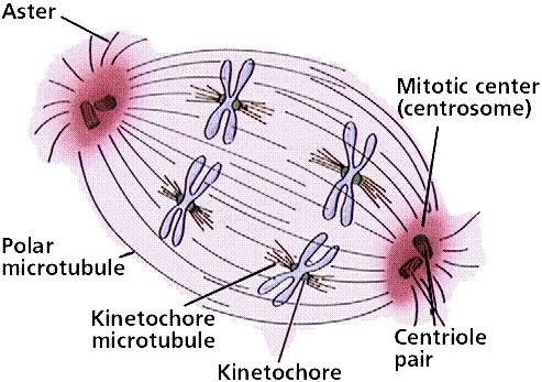 Eukaryotic cell has many linear chromosomes, so, the karyokinesis of eukaryote is quite different from prokaryote.