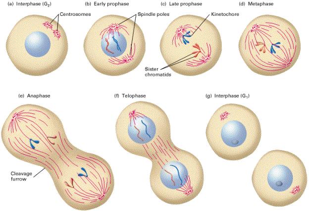 MITOSIS Nucleolus Centrosome Nuclear membrane Spindle fiber Plasma membrane
