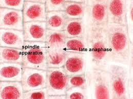 Anaphase https://encrypted-tbn0.gstatic.com/images?
