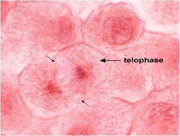Telophase & Cytokinesis - Nuclear membrane reforms, nucleoli reappear, chromosome