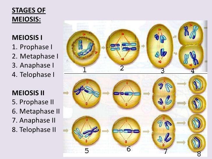 Stages of Meiosis Meiosis I Meiosis II https://image.slidesharecdn.
