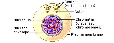 Interphase of meiosis I http://www.phschool.