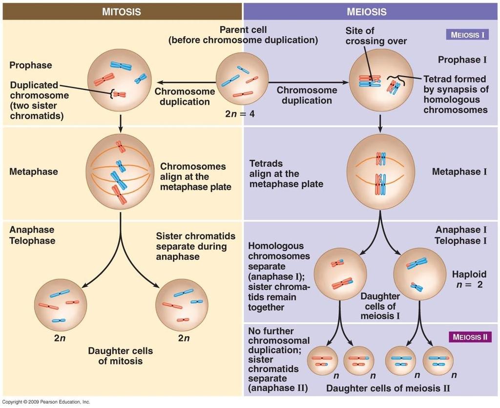 Difference between mitosis and meiosis ttps://cdn.