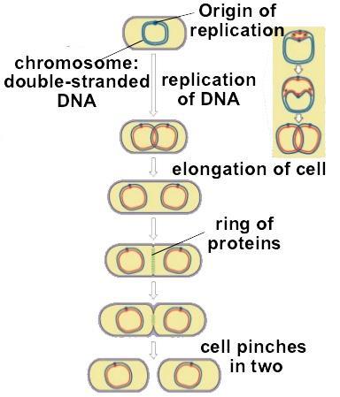 1 Origin of Replication 1 Chromosome = 1n (Monoploid) https://image.slidesharecdn.