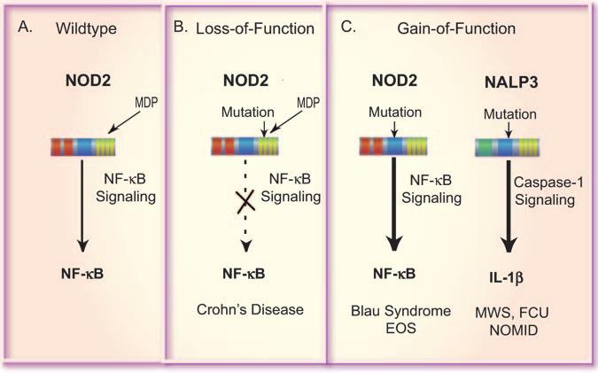 Fig. 5. Proposed disease mechanisms caused by mutations in NOD2 and NALP3. (A) Upon recognition of MDP, NOD2 signals downstream (via Rip2) to activate NF- B.