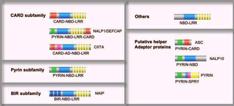 it is known that NLRs are a diverse family of PRRs in the cytoplasm. Numerous research articles have attempted to elucidate the mechanism of NLR proteins in inflammatory responses and diseases.
