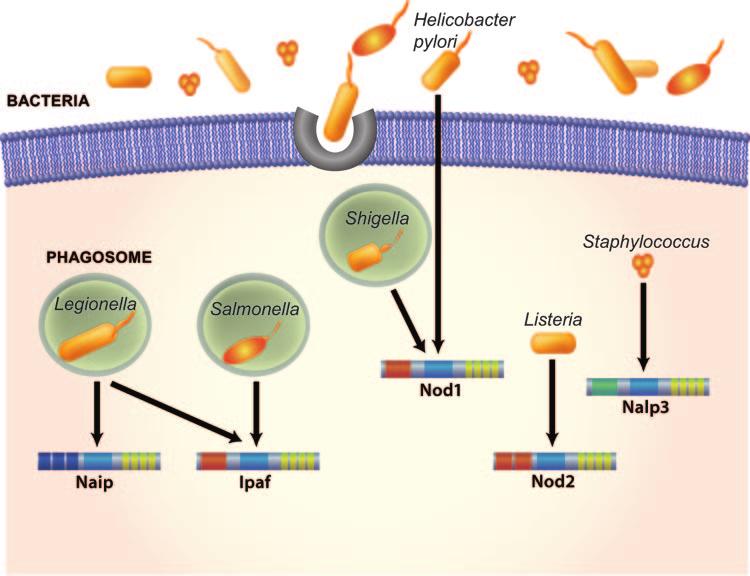 Fig. 3. Resistance to live bacteria conferred by NLRs. Bacteria are internalized into the host cell by phagocytosis.