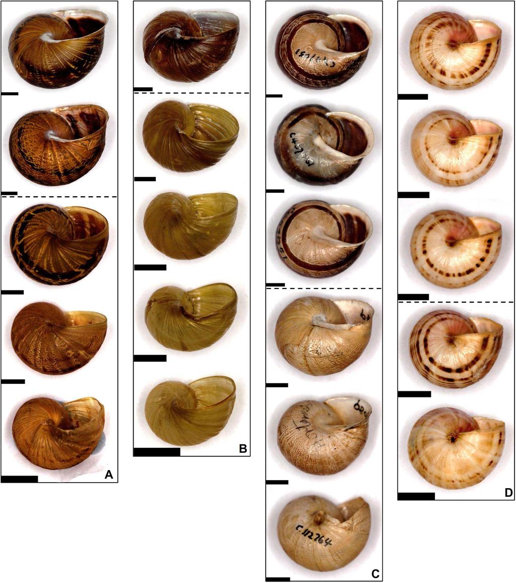 Blacket et al.: Introduced Helicidae snails in Australia 109 Figure 7.