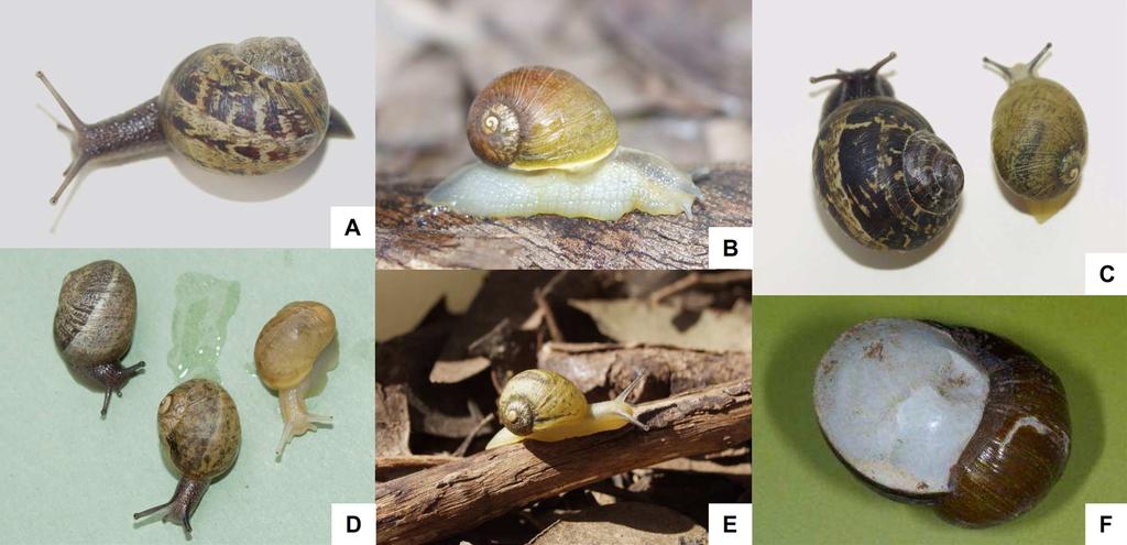 Blacket et al.: Introduced Helicidae snails in Australia 101 Figure 2. Images of live Brown (C. aspersum) and Green (C. apertus) Garden Snails. (A) Brown adult, Knoxfield Vic.