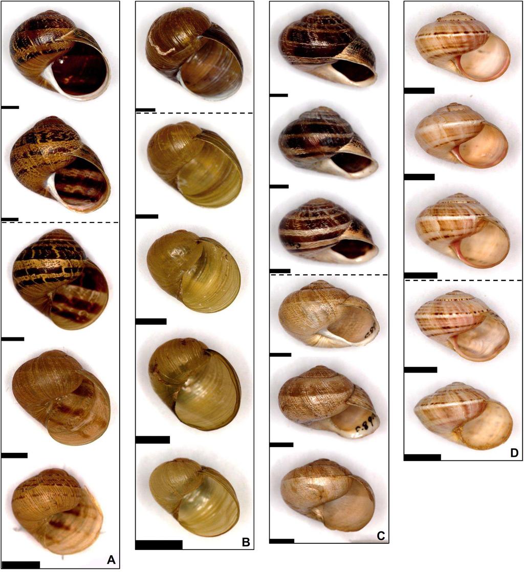 Blacket et al.: Introduced Helicidae snails in Australia 107 Figure 5.