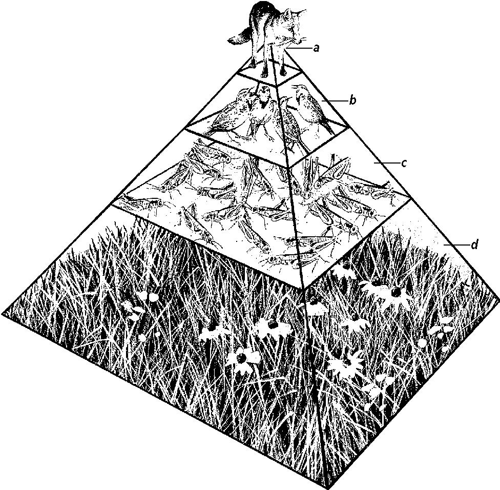 Figure 2-3 In the energy pyramid shown in Figure 2-3, which level has the smallest number of organisms? a. fox c. grasshoppers b. birds d.