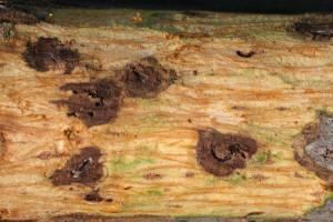 morbida Pityophthorous juglandis (walnut twig beetle)