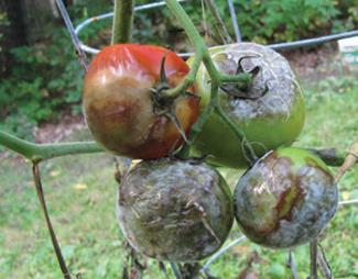 Fire Blight Problems with fruits and vegetables: Symptoms and pictures