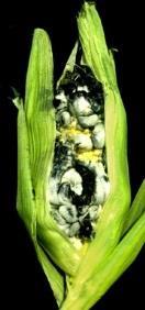 diameter Bacterial Spot of Pepper Plants infected in seed bed have small,