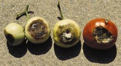 Blossom End Rot: Tomato Brown water soaked end rot