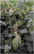 Can appear later in season Tomato Spotted Wilt Broccoli :
