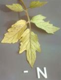 leaves Manganese deficiency on maple