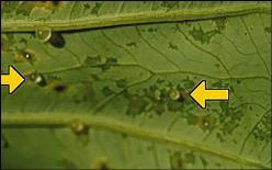 Symptoms Leaf spots and blights Fruit, stem, root wood and seedling