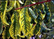 Chlorosis: Yellowing of normal green tissue; PATTERN of discoloration