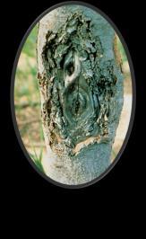 wood rot (fungal) & root rot (usually fungal);