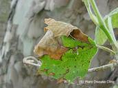 blight Anthracnose small blister on the