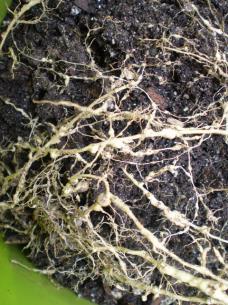 damages roots Fungus