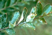 lesions with purple borders Powdery Mildew on
